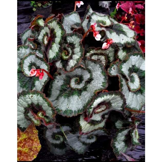 Begonia keong Hijau indukan