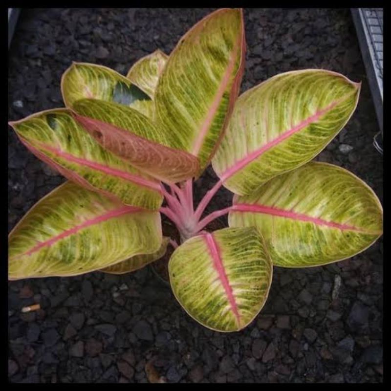 bibit bonggol AGLAONEMA GOLIATH