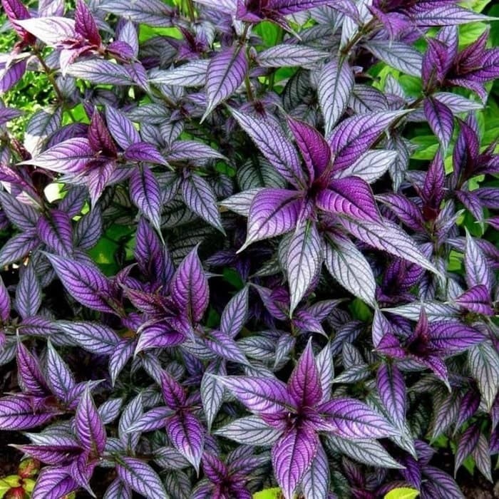 Tanaman Bunga Hias Hidup Murah Samber Lilin Hiasan Tanam