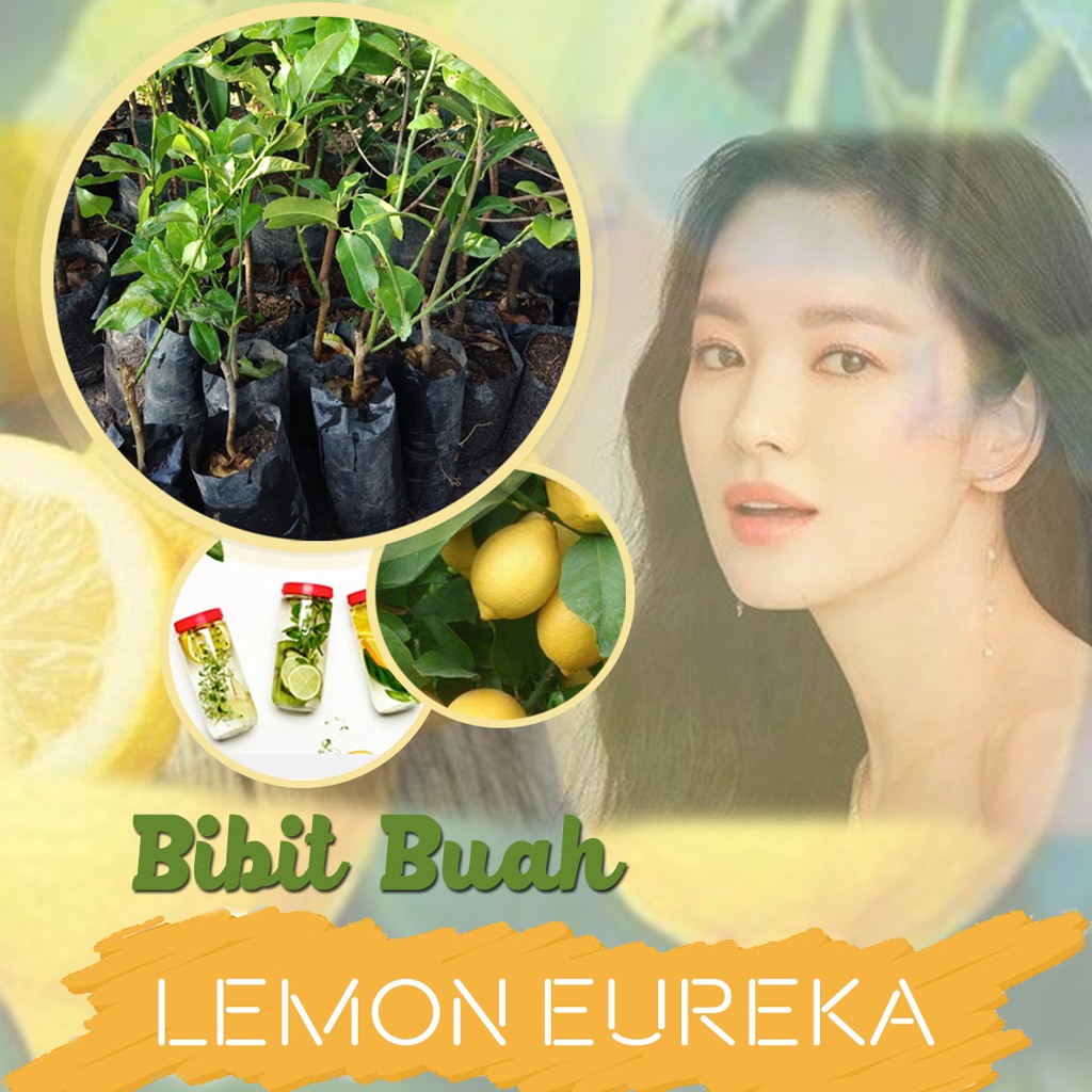 Bibit Buah Jeruk Import Lemon Eureka