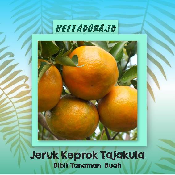 Bibit Tanaman Buah Jeruk Keprok Bali Tejakula 60cm