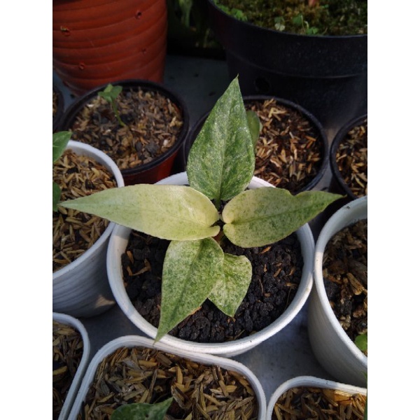 Anthurium hokeri varigata putih