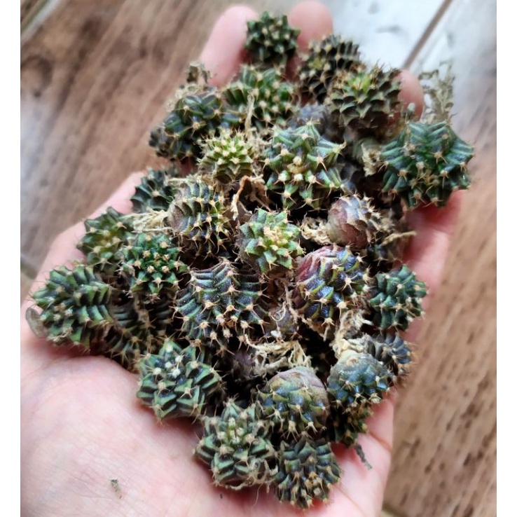 GYMNO / GYMNOCALYCIUM / MIHA / MIHANOVICHI / MIHA HYBRID / LB HYBRID / KAKTUS / KAKTUS MINI / KAKTUS