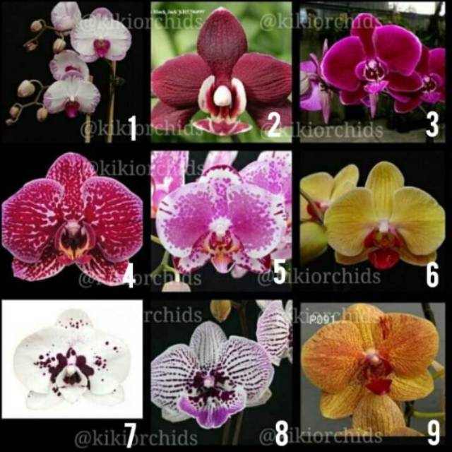 Paket 10 anggrek bulan seedling jumbo