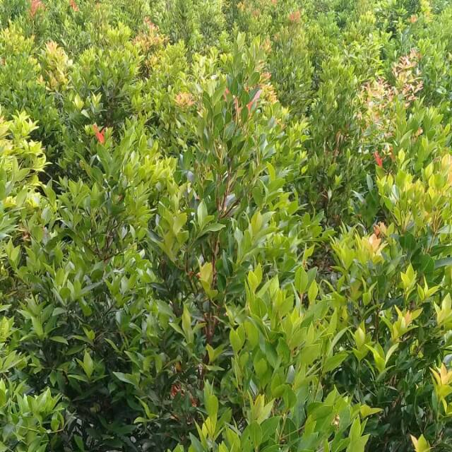 Tanaman hias pucuk merah ukuran 1m