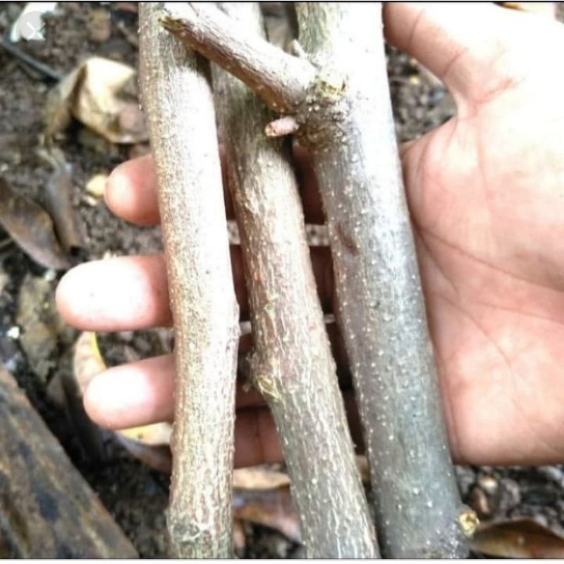 stek indigofera kami jual per 1 batang stek indigofera