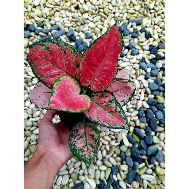 [✅COD] PAKET 3 POHON - (PAKET AGLONEMA) / BLACKMAROON KATRINA DUD ANJEMANI / PAKET MURAH AGLOMEMA