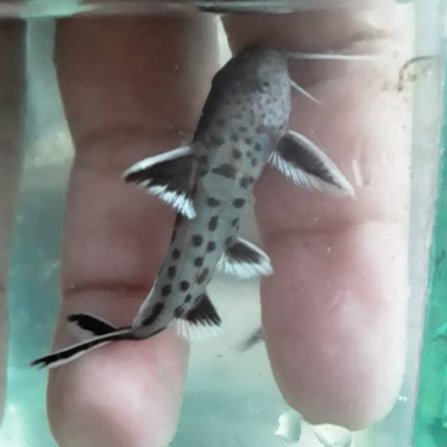 Synodontis petricola