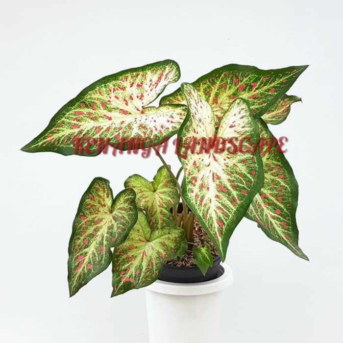 tanaman hias keladi wayang putih dewasa - corong batik dewasa