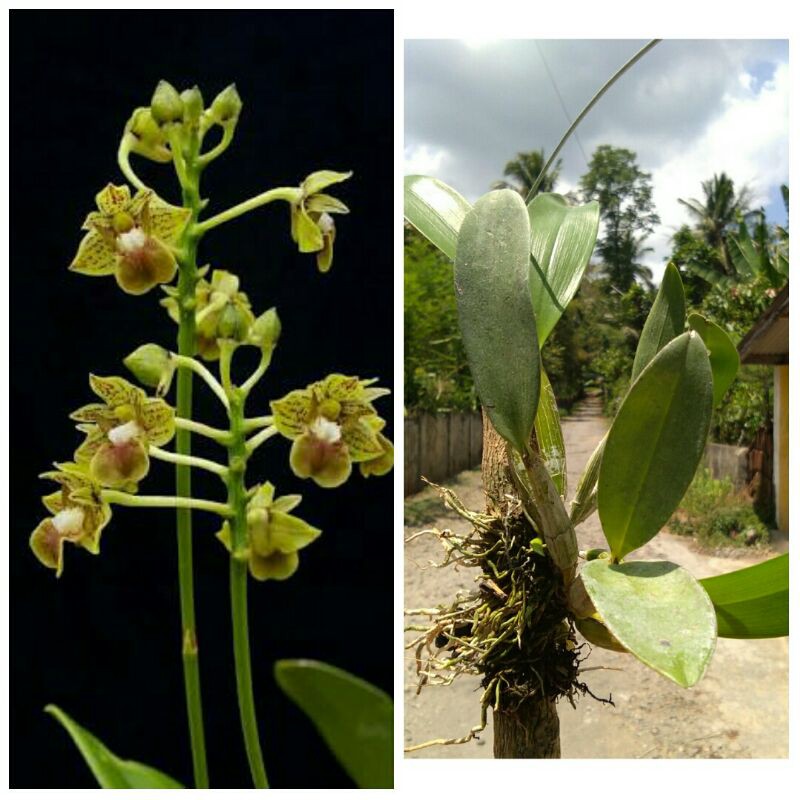 Bifalce Papua langka dewasa