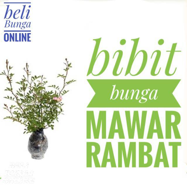 Bibit bunga mawar rambat