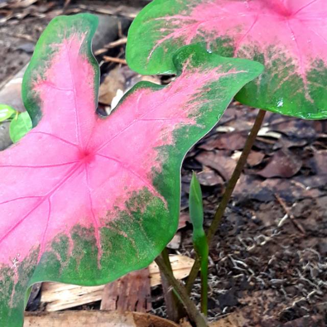 

Keladi bicolor/valentine/pinky love