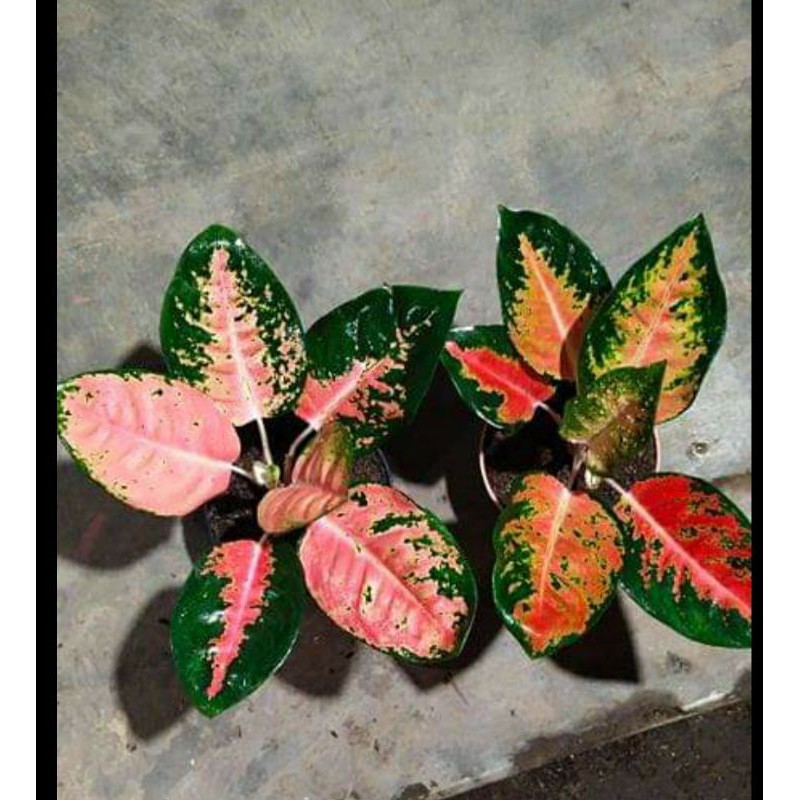 aglaonema red kocin murah meriah