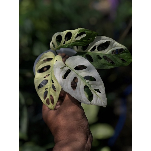 acuminata variegata / monkey mask