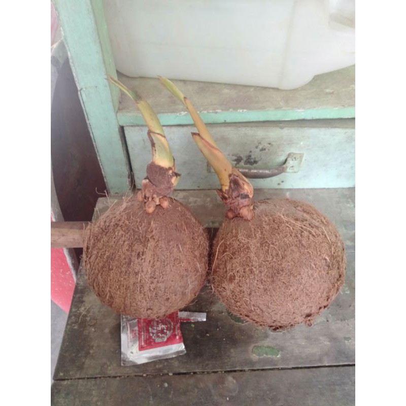 kelapa bahan bonsay