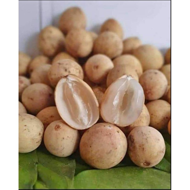 

Buah Duku Asli Palembang Per 1kg