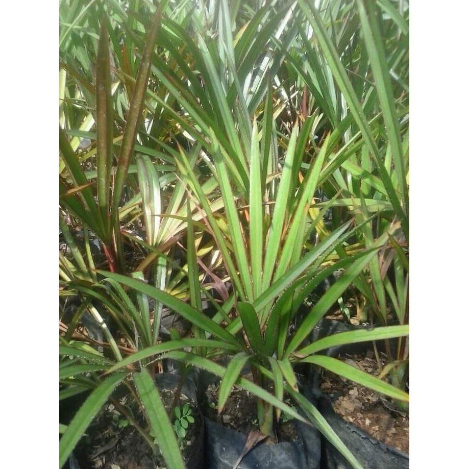 BIBIT TANAMAN HIAS PALEM ANGGUR MERAH 30CM BIBIT TANAMAN