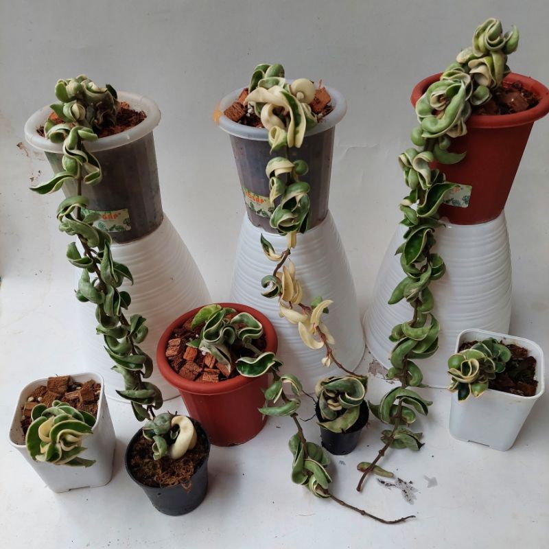tanaman hoya compacta variegata