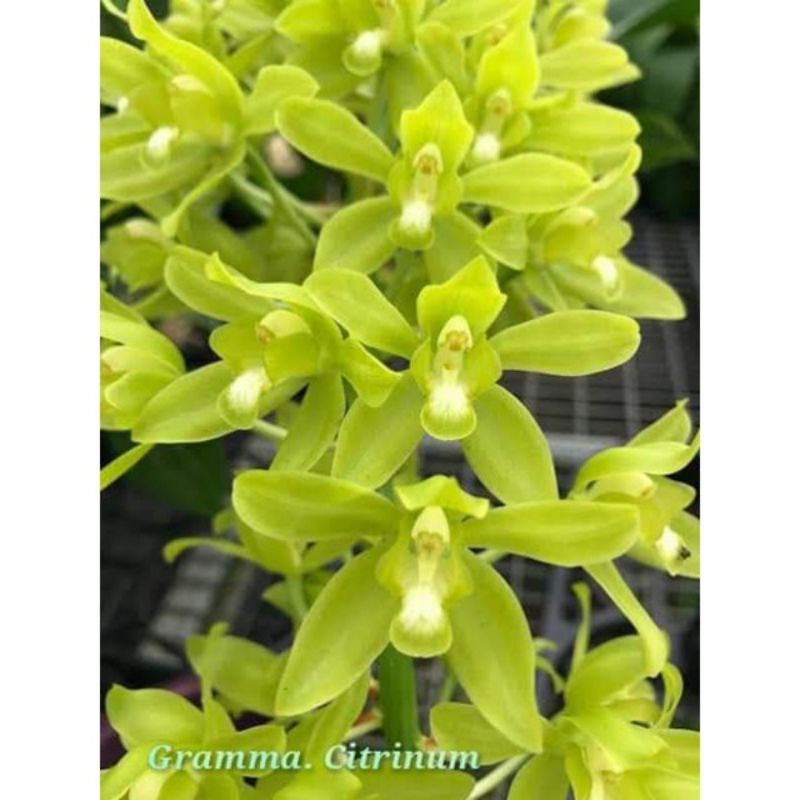 Bunga anggrek macan / Grammatophyllum seedling