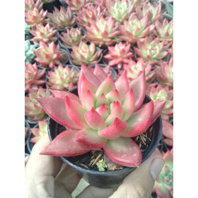Agavoides frank reinelt