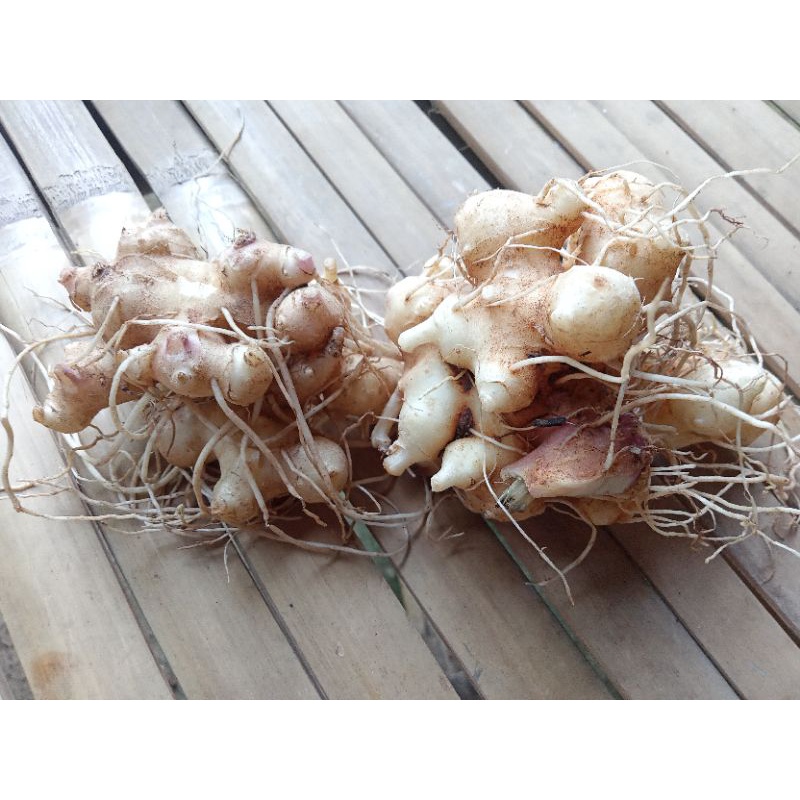 

Umbi Daun Dewa Segar 100% original