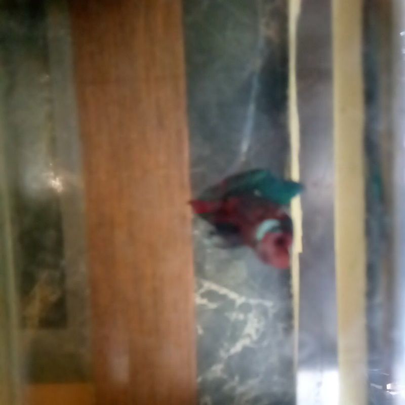 ikan cupang red koi galaxy