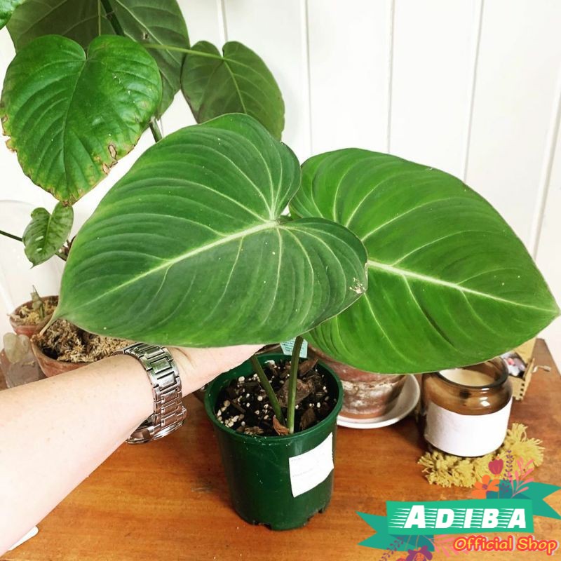 Tanaman Hias Philodendron Gloriosum / Philo Gloriosum