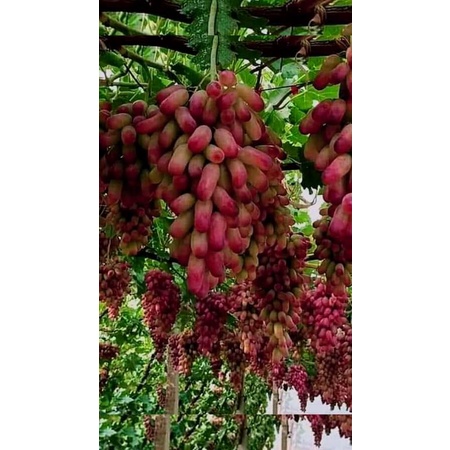 paket murah 2pcs pohon anggur import graftingan