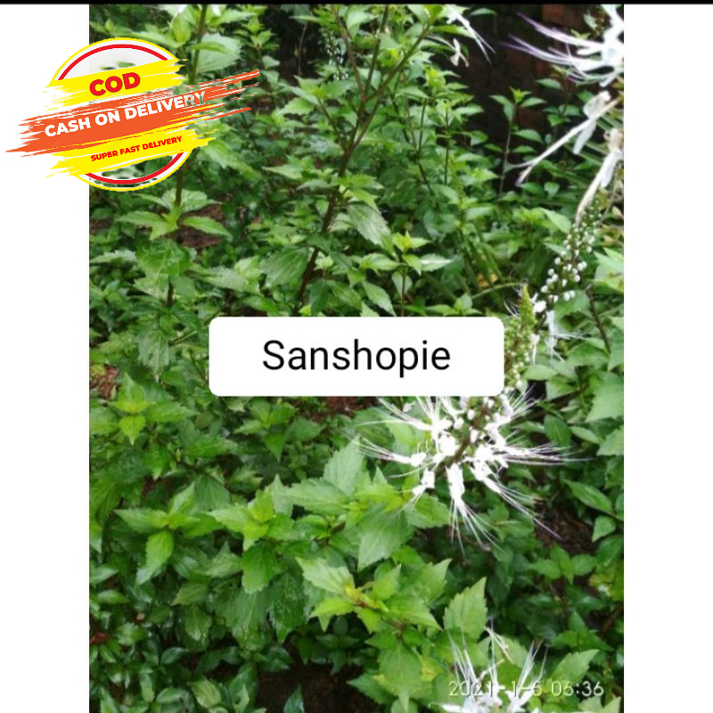 

Daun Kumis Kucing Segar Per 500 Gram