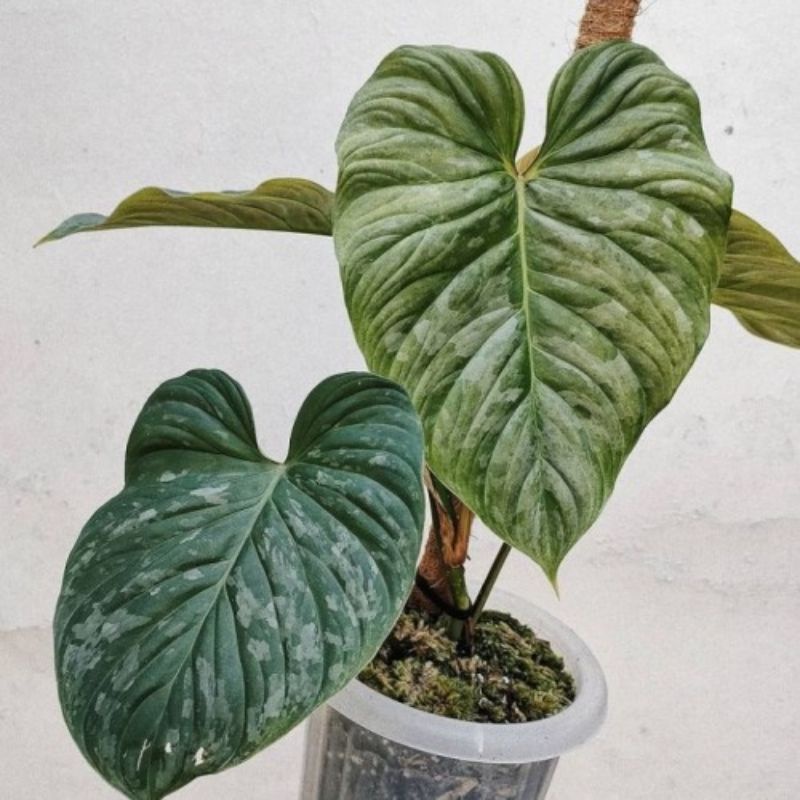 Philodendron Majestic / Philo Majestic