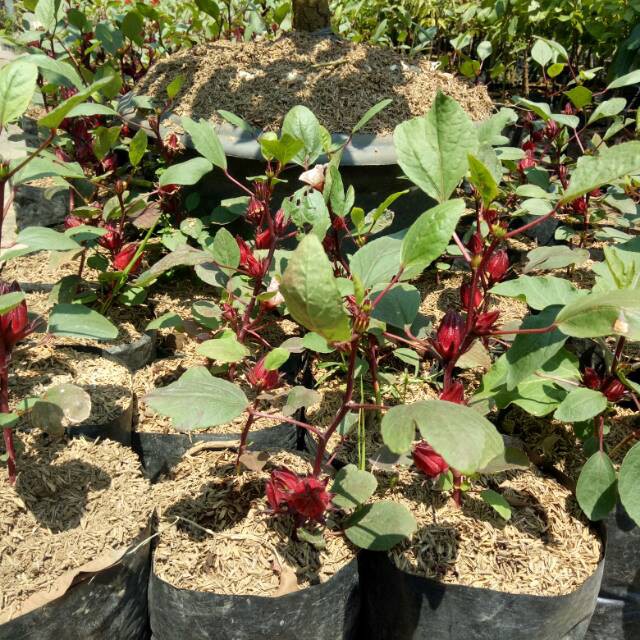 BIBIT BUNGGA ROSELLA MERAH