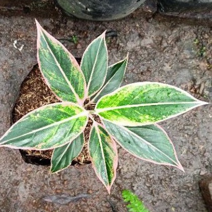 aglonema lipstik puding