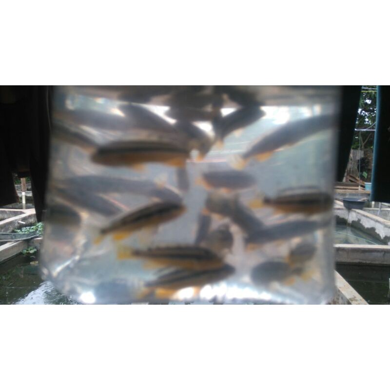 ikan hias siklid chichild niasa