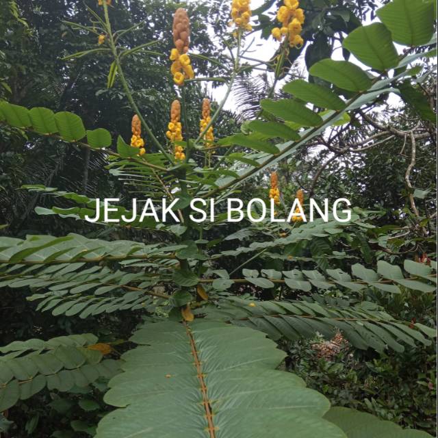 

DAUN KETEPENG SEGAR/500GRM