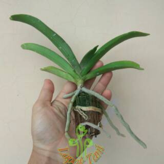 Anggrek Vanda Rhynchostylis Gigantea Thailand Remaja Anggrek Vanda Rhynchostylis Gigantea Thailand Remaja