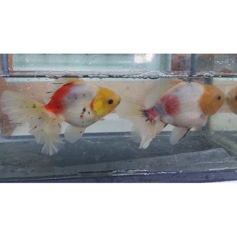 Mas Koki Oranda Rosetail