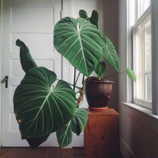 Tanaman Hias Philodendron Gloriosum