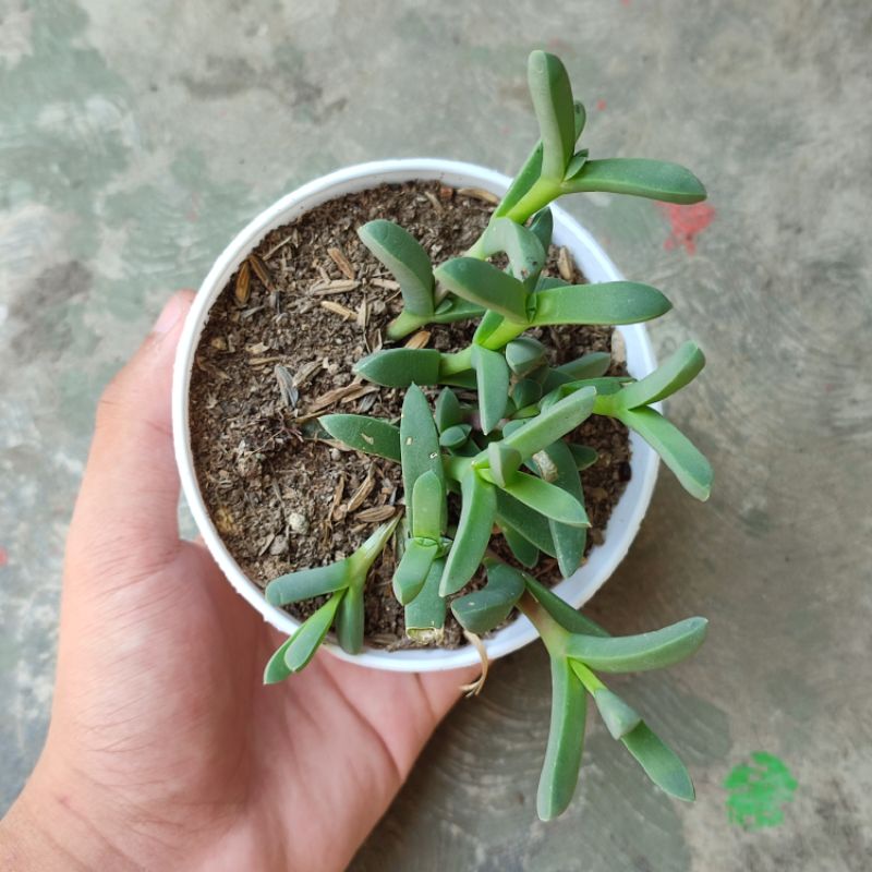 Sukulen Ice Plant/Corpuscularia lehmanii / delosperma lehmanii