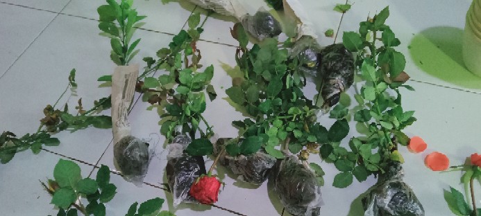 Bunga Krisan (ungu Tengah Kuning) Hidup, Berakar Sudah Berbunga