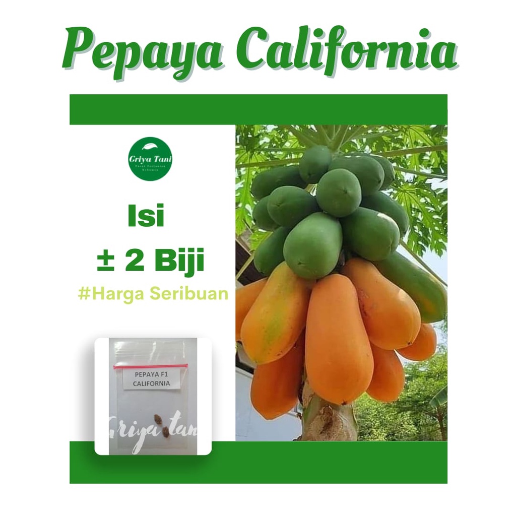 2 Benih pepaya California F1 Carlina IPB Rasa Manis Bibit Buah Kalifornia Unggul Berkualitas
