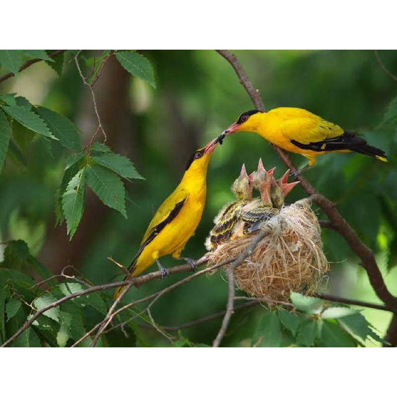 Burung kepodang mas siapan sepasang jantan dan betina