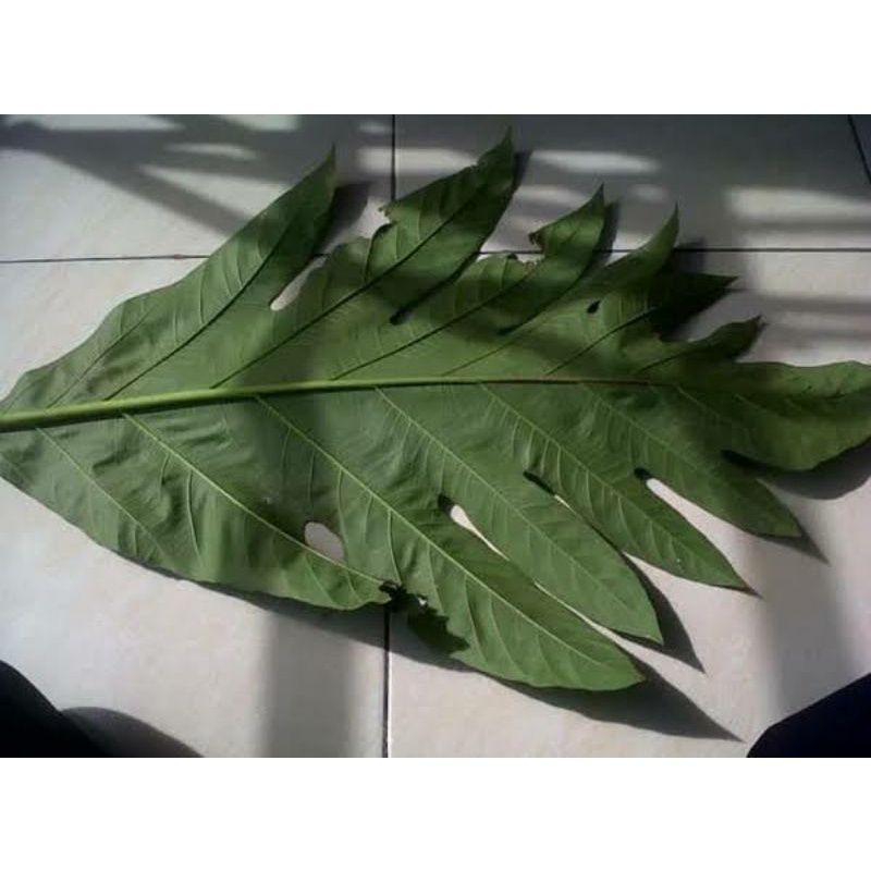 

Daun Kluweh segar 500gram (obat herbal,obat tradisional)