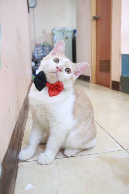 Dasi kupu-kupu half bowtie merah hitam lucu untuk kucing dan anjing size kitten adult