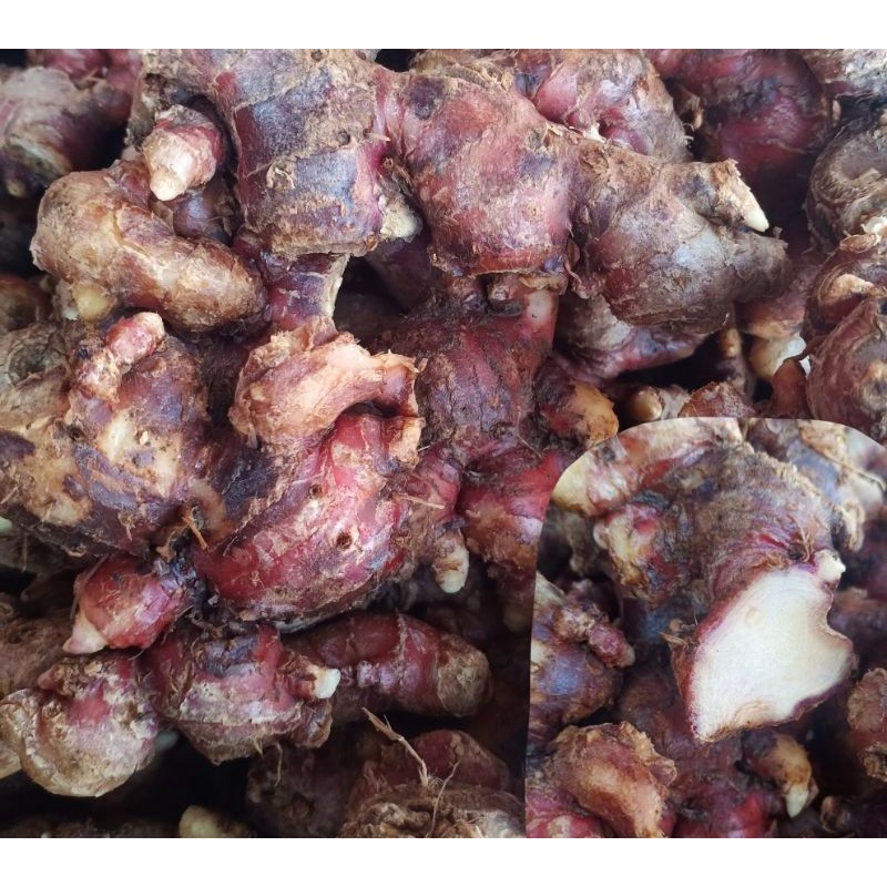 

JAHE MERAH SEGAR 500GRAM