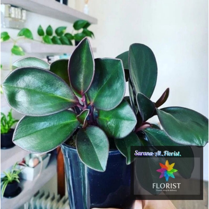Peperomia teplan hitam