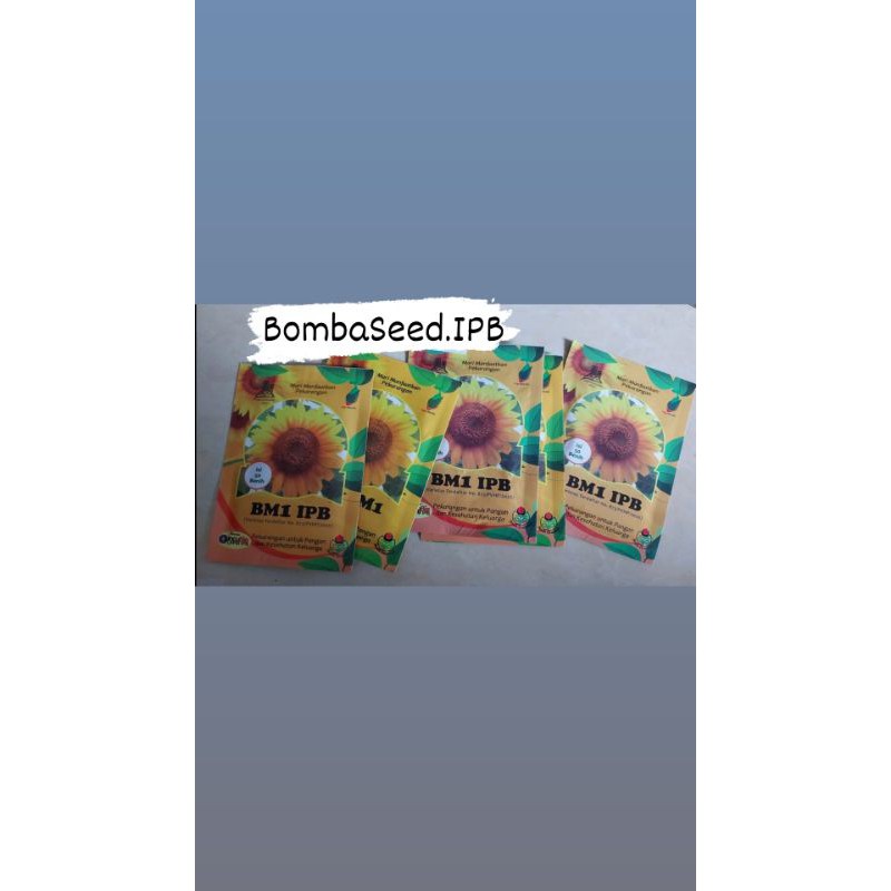 BENIH BUNGA MATAHARI BESAR IPB BM 1