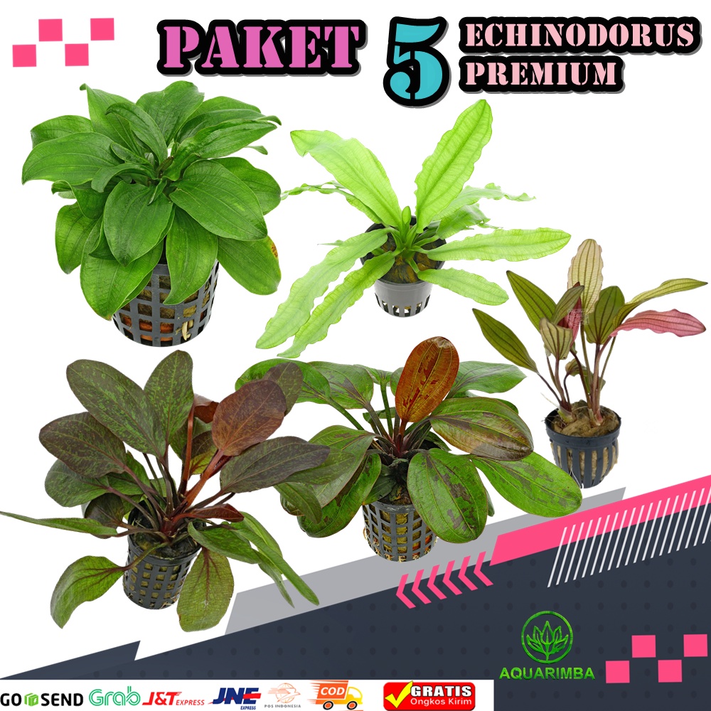 Koleksi Premium Echinodorus - Tanaman Aquascape Premium Kuat Bertahun-tahun Minim Perawatan