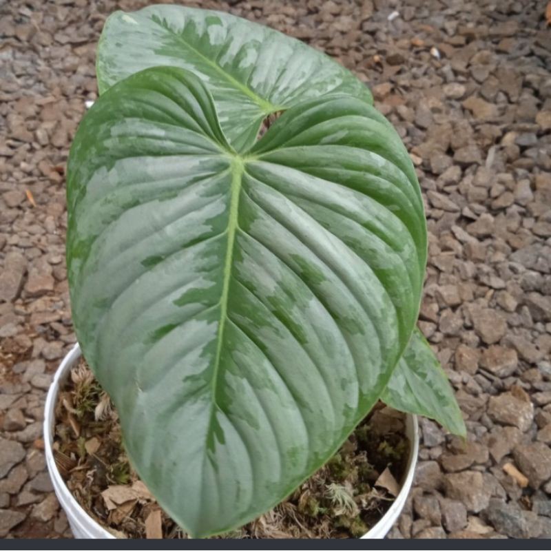 Tanaman hias Philodendron plowmani - Philo plowmani murah