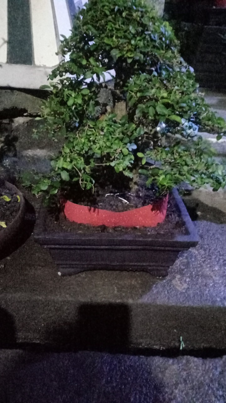 Bonsai Jadi Tinggal Pajang,gaya Natural,sudah Enak Dipandang