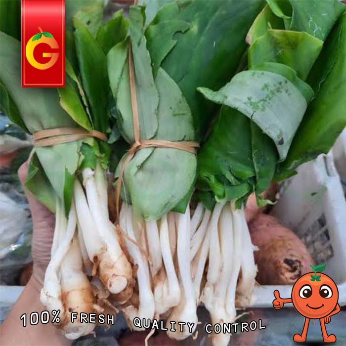 Jual Sayur Daun Kencur Fresh Per Ikat Shopee Indonesia